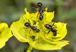 ants on euphorbia thumbnail graphic